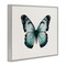 Stupell Industries Teal Symmetrical Butterfly Framed Giclee Wall Art Design by Elizabeth Medley